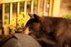 Black Bear Eating Grill