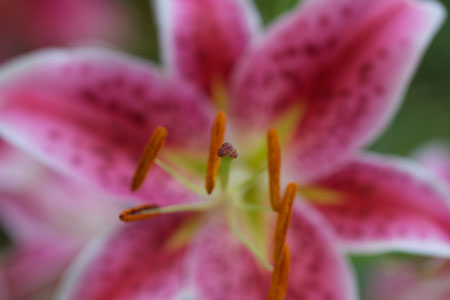 Stargazer Lily f/2.8 Stargazer Lily f/2.8