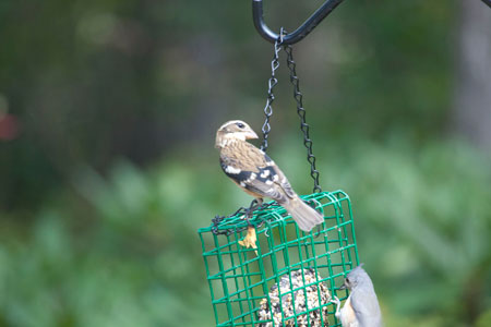 Rose-Breasted Grosbeak (female) Rose-Breasted Grosbeak (female)