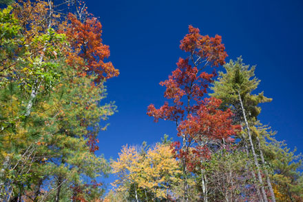 Fall Leaves Fall Leaves