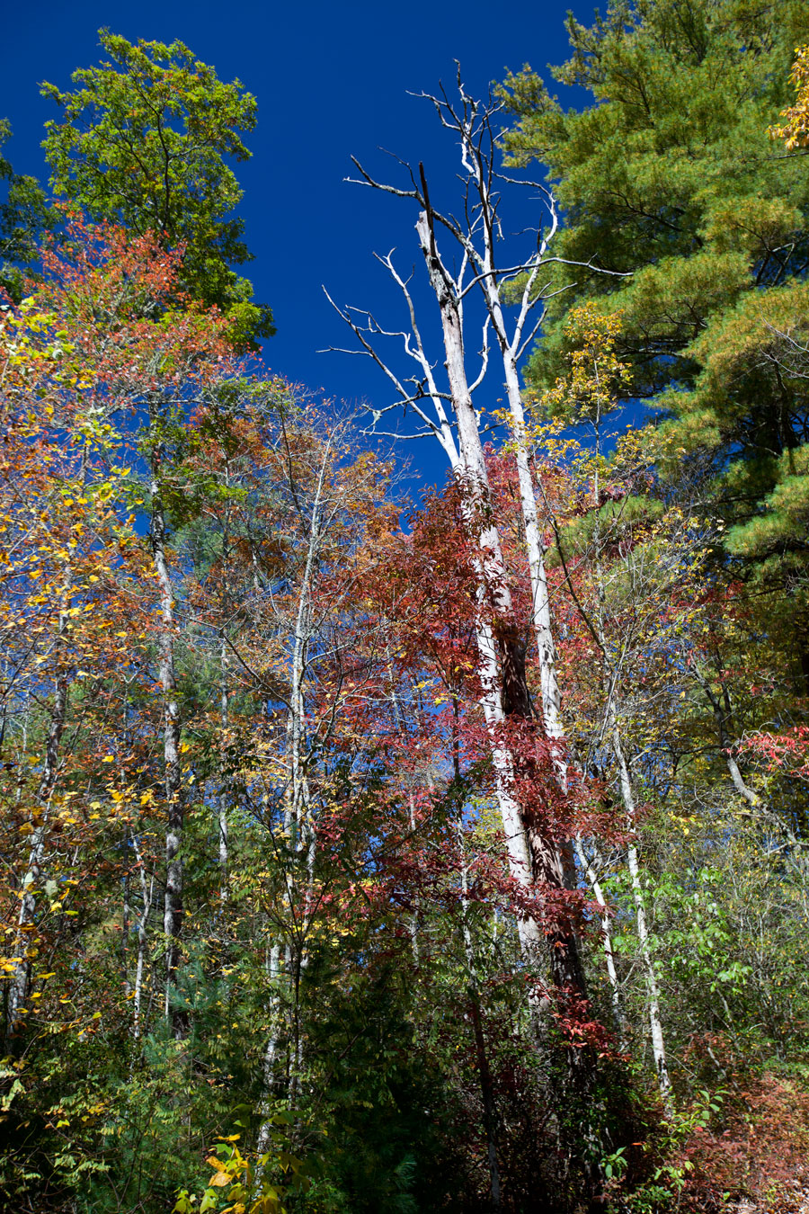 Fall Leaves Fall Leaves