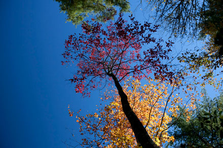 Fall Leaves Fall Leaves