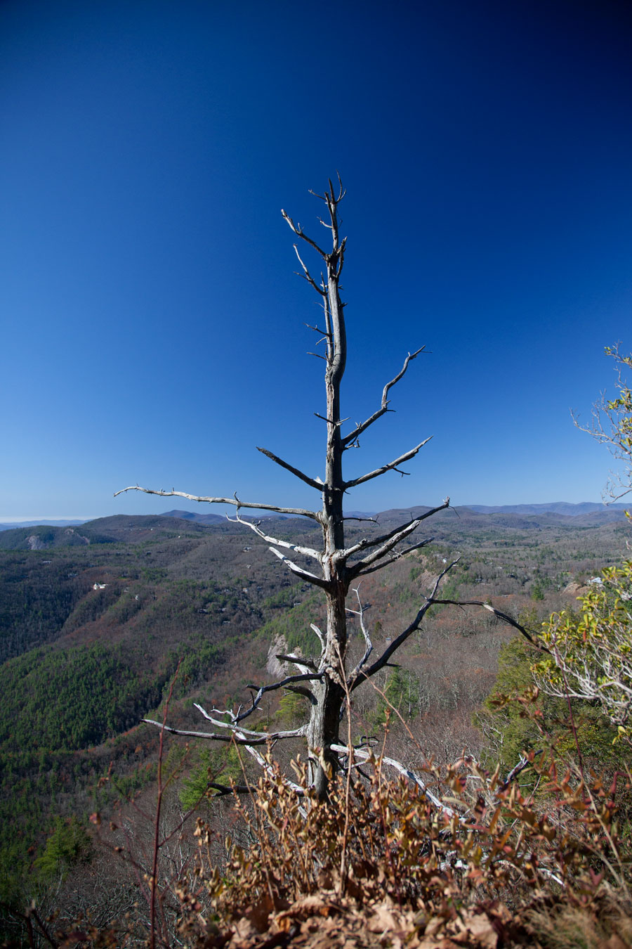Whiteside Mountain Tree Whiteside Mountain Tree