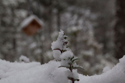 Snow On Herbs, Sapphire, NC Snow On Herbs, Sapphire, NC