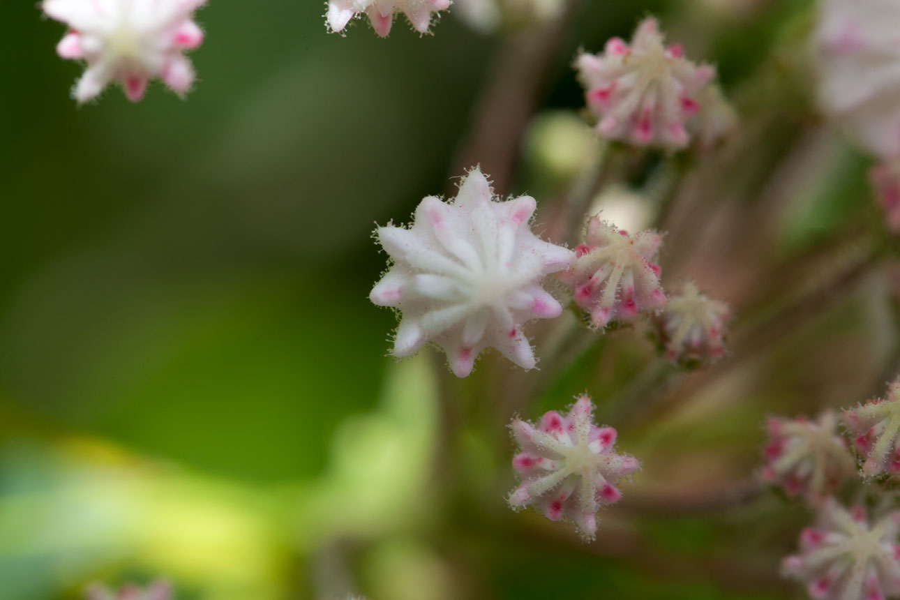 Mountain-laurel flower buds Mountain-laurel flower buds