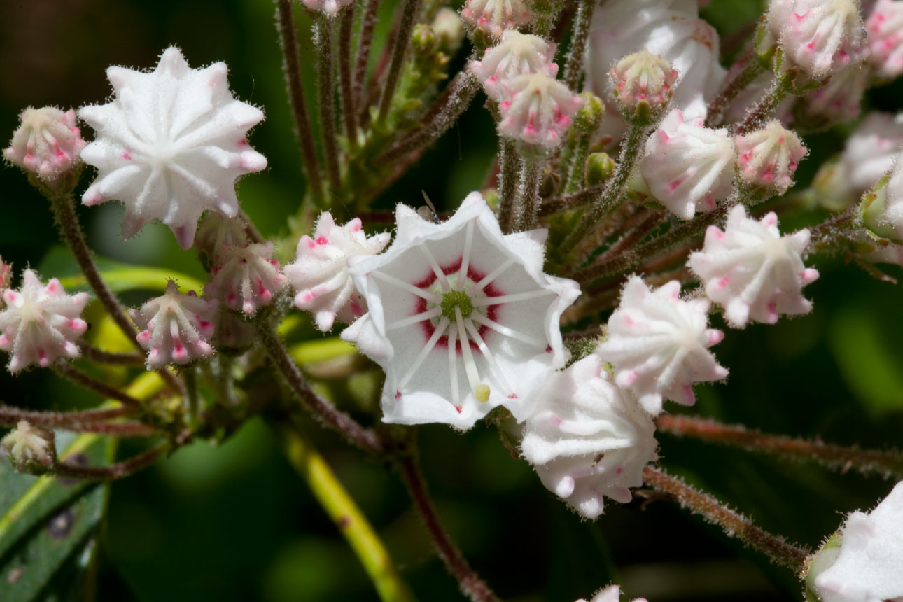 Mountain-laurel flower blooms Mountain-laurel flower blooms