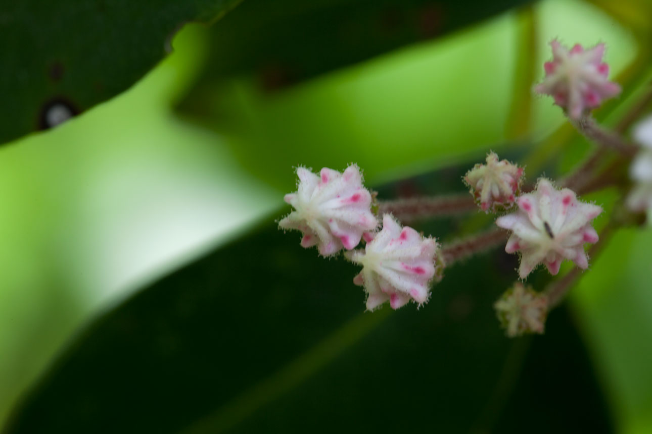 Mountain-laurel flower buds Mountain-laurel flower buds