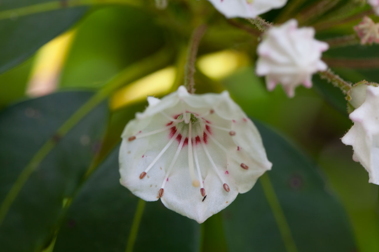 Mountain-laurel flower blooms Mountain-laurel flower blooms