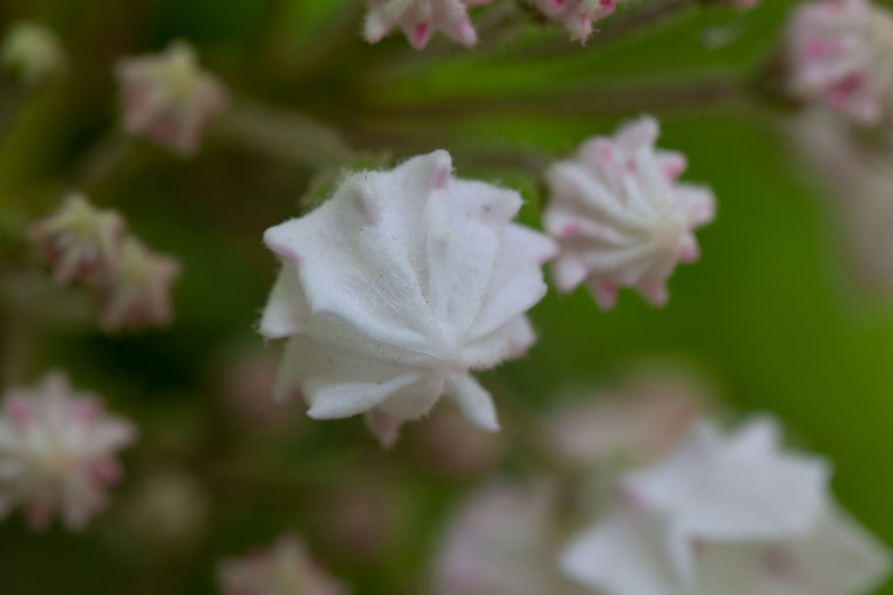 Mountain-laurel flower buds Mountain-laurel flower buds