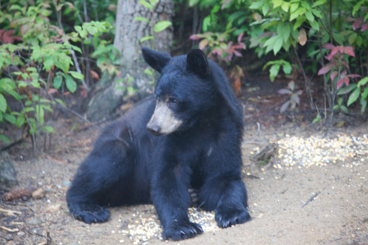Black Bear In Back Yard Black Bear In Back Yard