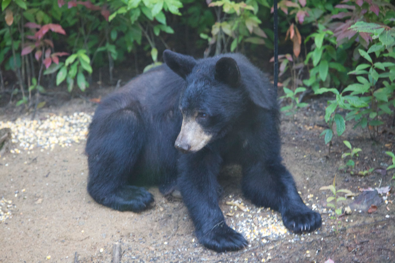 Black Bear In Back Yard Black Bear In Back Yard
